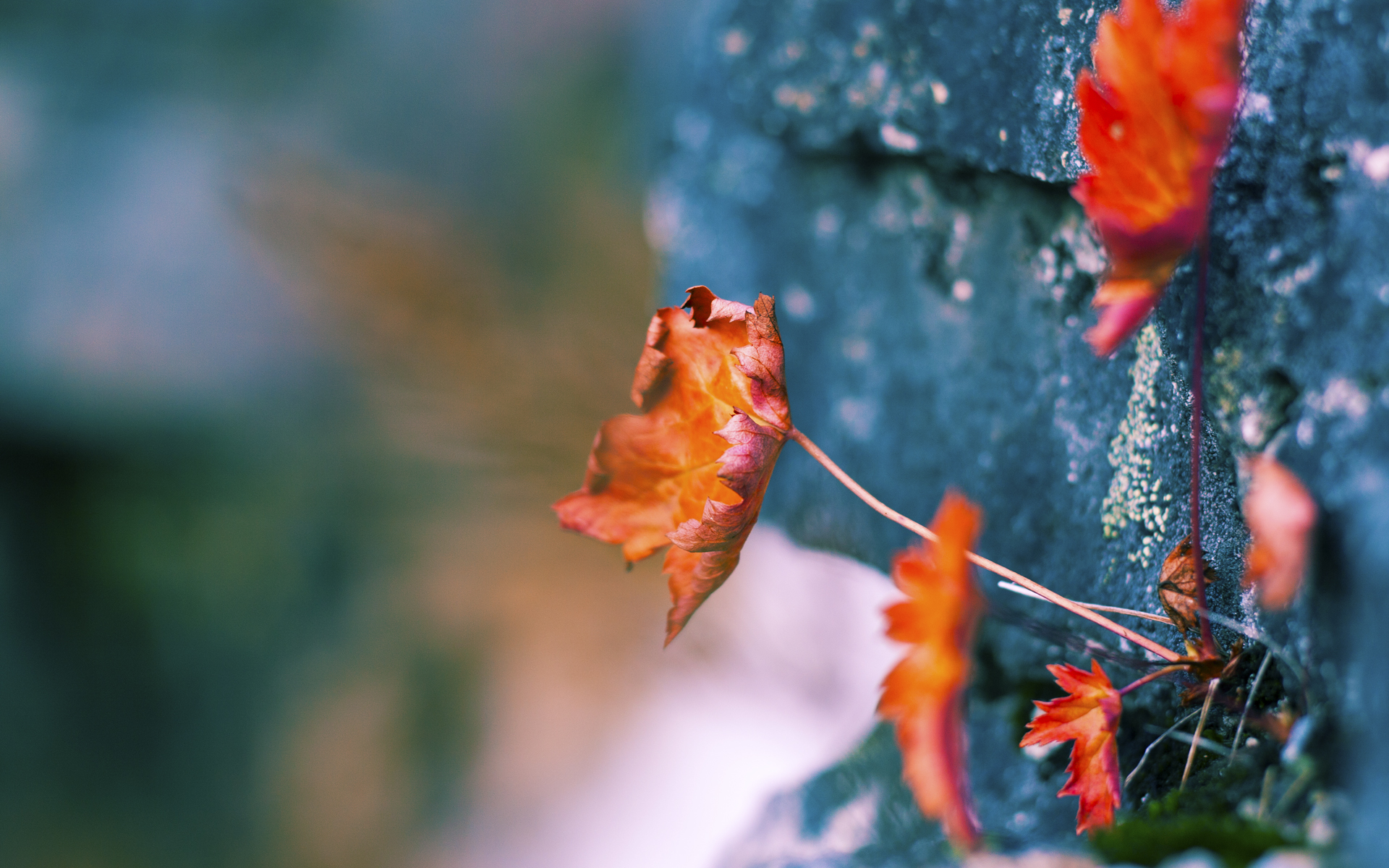 胜负之间:雄鹿和猛虎之间的角逐引人期待,雄鹿不敌猛龙